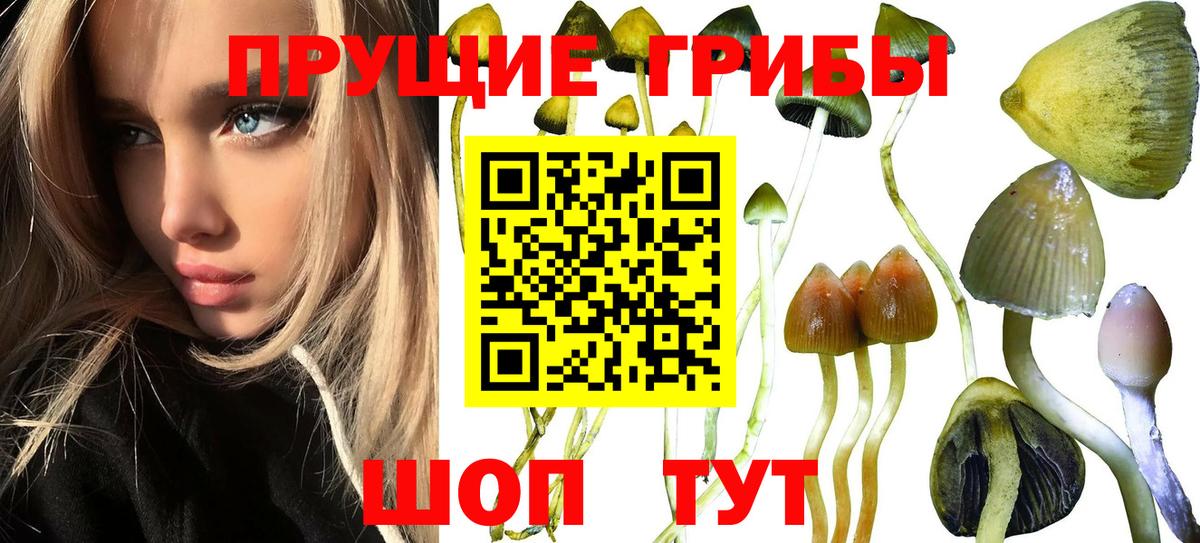 Галлюциногенные грибы Psilocybe Георгиевск